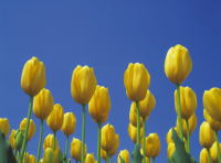 �`���[���b�v�ʐ^